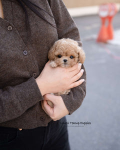 Teacup Maltipoo Female [Eris]