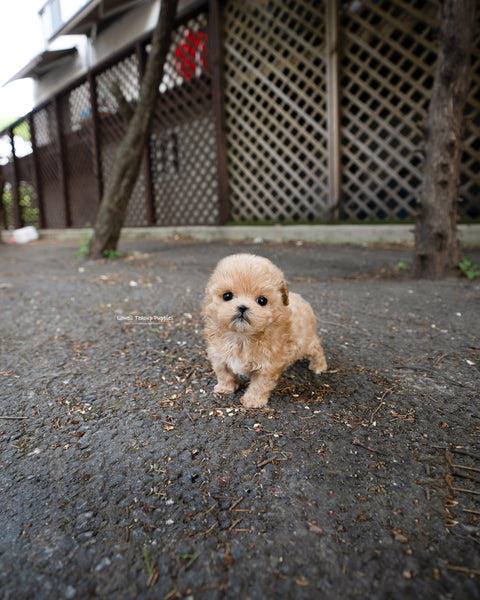 Teacup Maltipoo Female [Rose]
