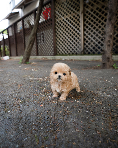 Teacup Maltipoo Female [Rose]