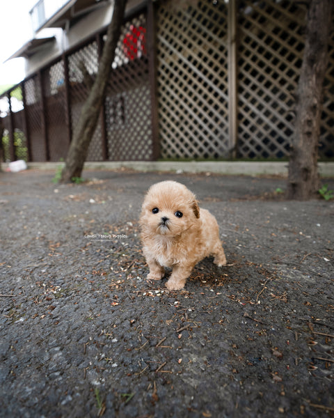Teacup Maltipoo Female [Rose]