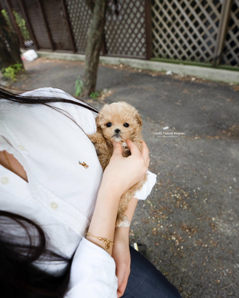 Teacup Maltipoo Female [Rose]