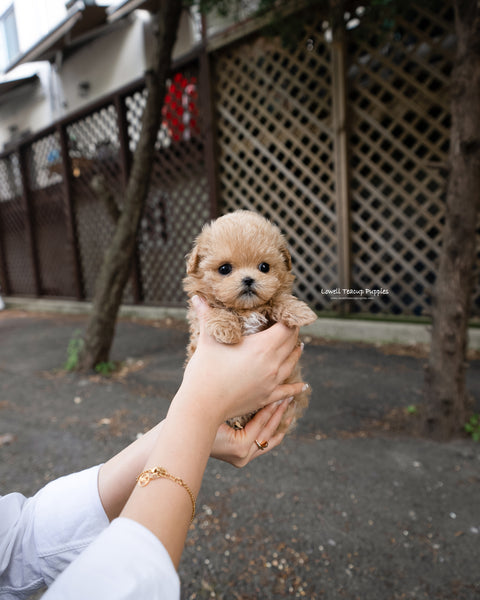 Teacup Maltipoo Female [Rose]
