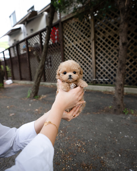 Teacup Maltipoo Female [Rose]
