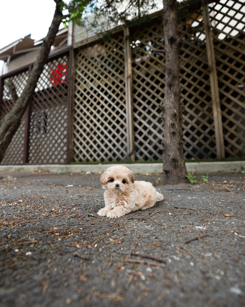 Teacup Maltipoo Female [Darcy]