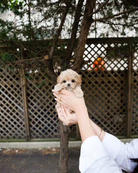 Teacup Maltipoo Female [Darcy]