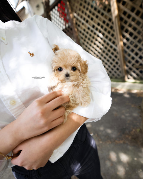 Teacup Maltipoo Female [Darcy]