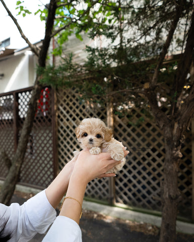 Teacup Maltipoo Female [Darcy]