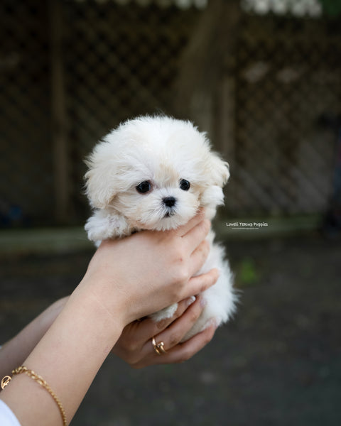 Teacup Maltipoo Male [Ari]