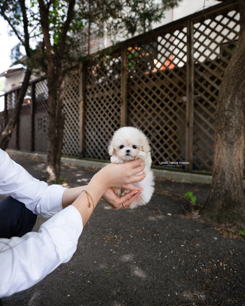 Teacup Maltipoo Male [Ari]