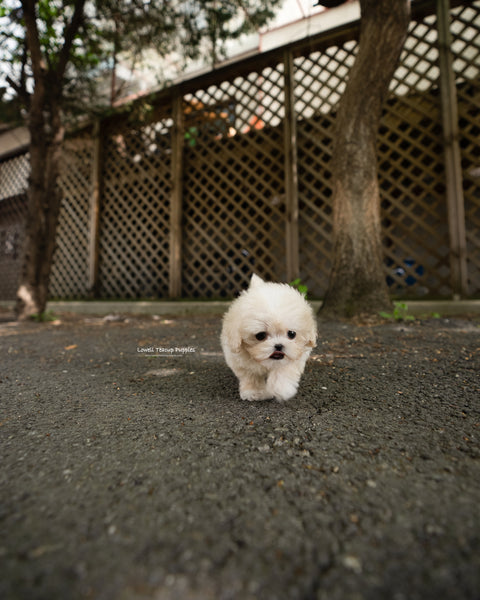 Teacup Maltipoo Male [Ari]