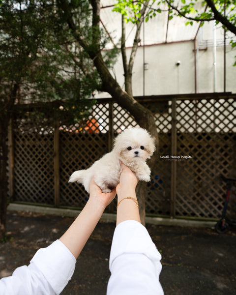 Teacup Maltipoo Male [Ari]