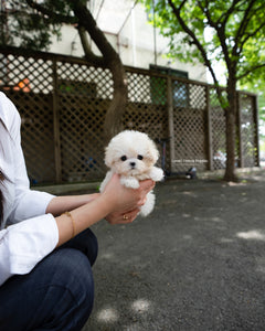 Teacup Maltipoo Male [Ari]