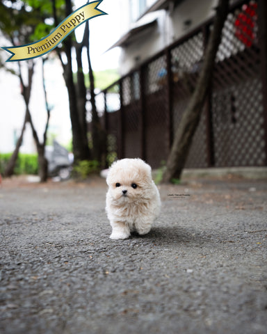 Teacup Maltipoo Male [Ozzy]