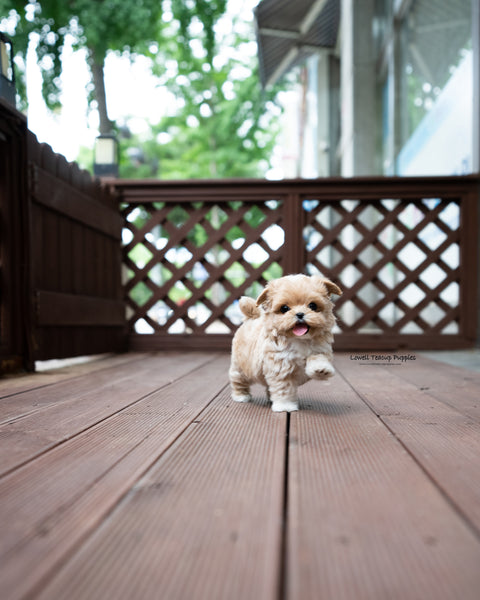 Teacup Maltipoo Male [Harry]