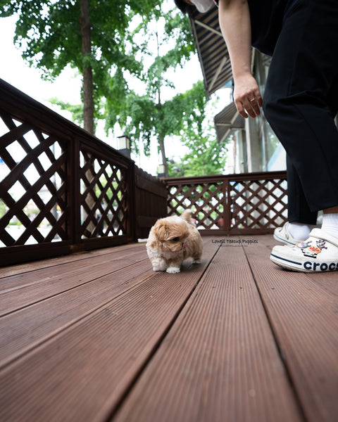 Teacup Maltipoo Male [Harry]