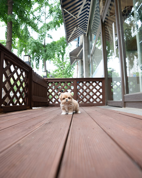 Teacup Maltipoo Male [Harry]