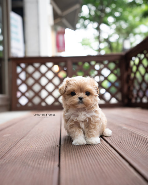 Teacup Maltipoo Male [Harry]