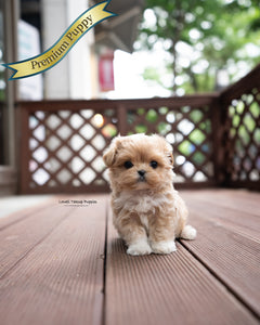 Teacup Maltipoo Male [Harry]