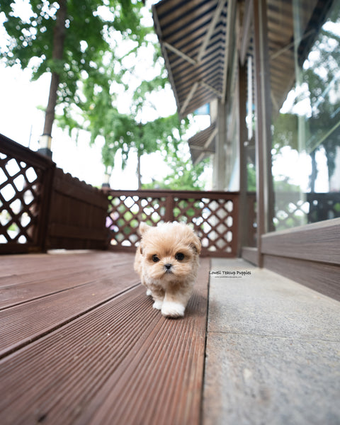 Teacup Maltipoo Male [Harry]