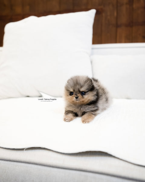 Teacup Pomeranian Male [Chris]