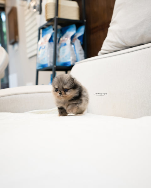 Teacup Pomeranian Male [Chris]