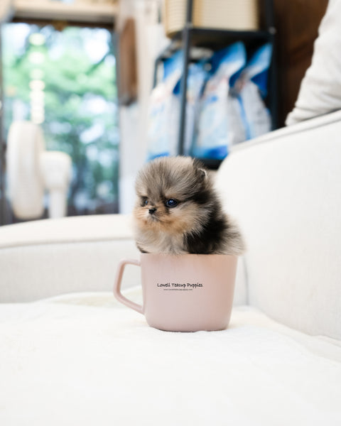 Teacup Pomeranian Male [Chris]