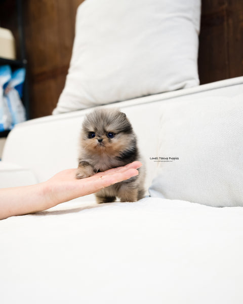Teacup Pomeranian Male [Chris]