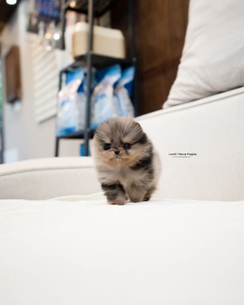 Teacup Pomeranian Male [Chris]