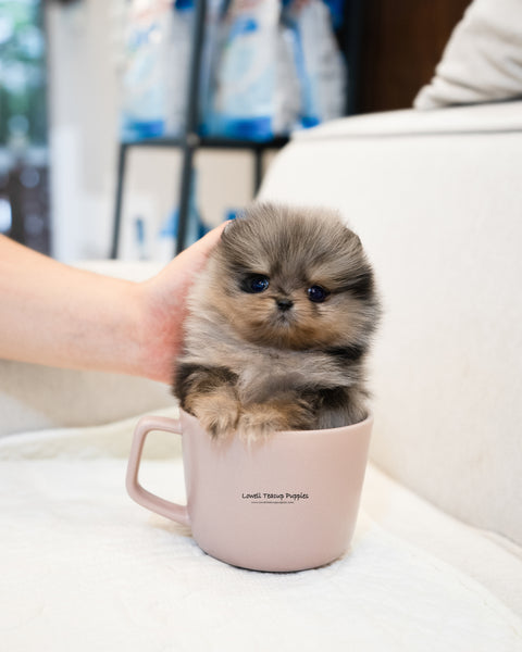 Teacup Pomeranian Male [Chris]