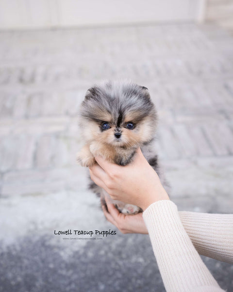 Teacup Pomeranian Female [Esther]