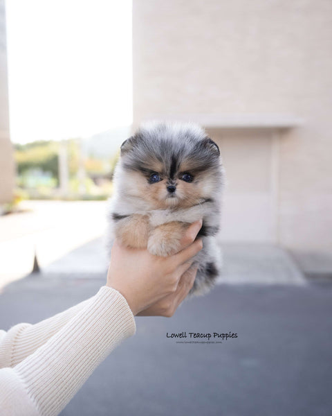 Teacup Pomeranian Female [Esther]