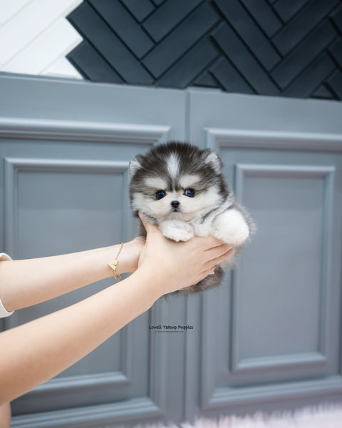 Teacup Pomsky Male [Royal]