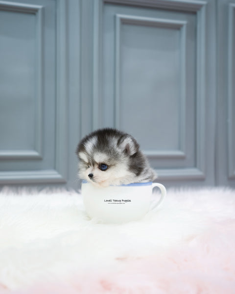 Teacup Pomsky Male [Royal]