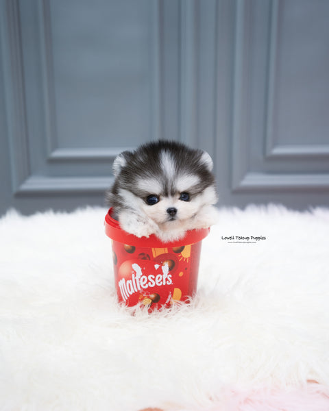 Teacup Pomsky Male [Royal]