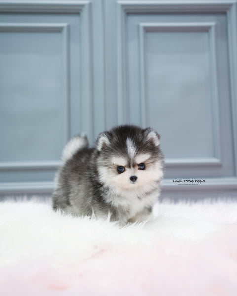 Teacup Pomsky Male [Royal]