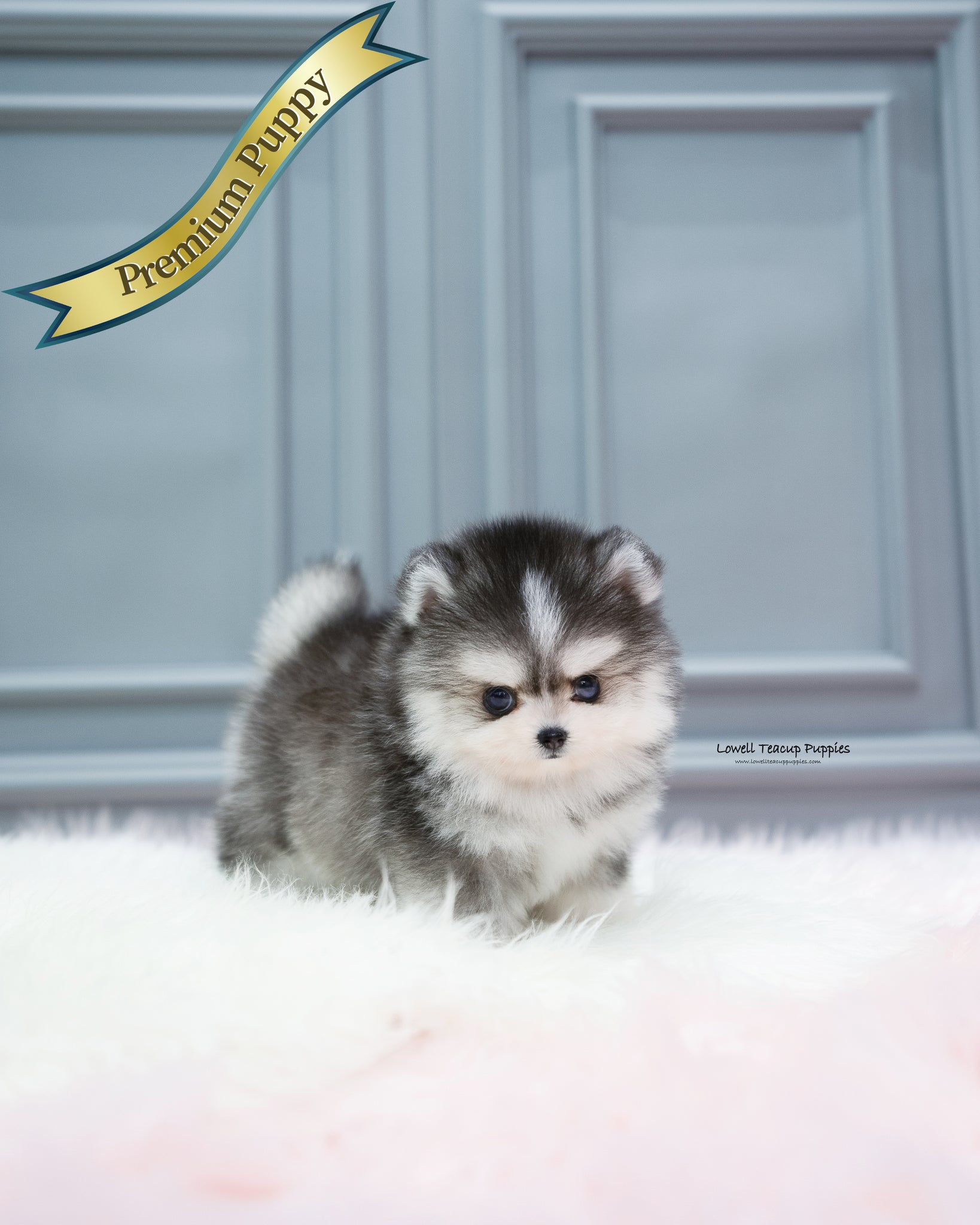 Teacup Pomsky Male [Royal]