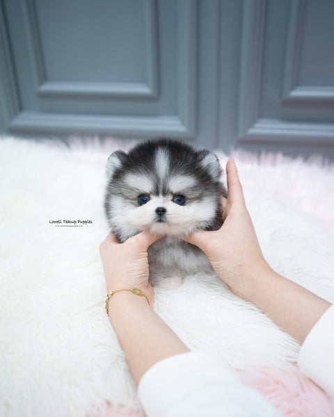 Teacup Pomsky Male [Royal]