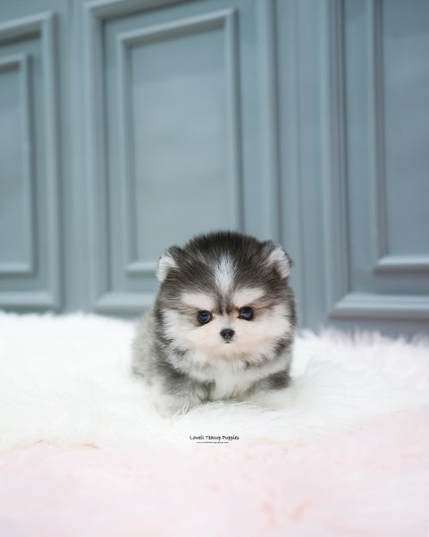 Teacup Pomsky Male [Royal]