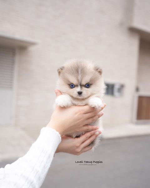 Teacup Pomsky Female [Moana]