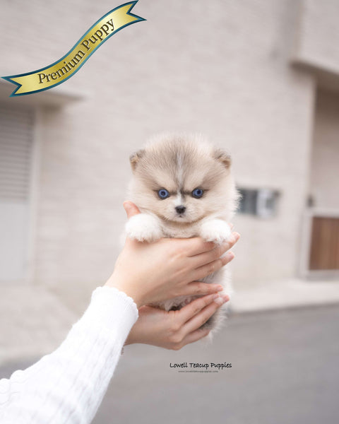 Teacup Pomsky Female [Moana]