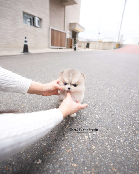 Teacup Pomsky Female [Moana]