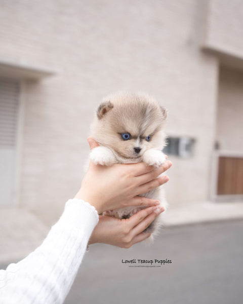 Teacup Pomsky Female [Moana]