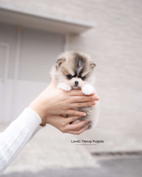 Teacup Pomsky Male [Chopa]