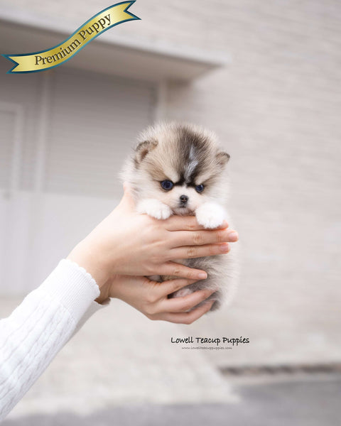 Teacup Pomsky Male [Chopa]