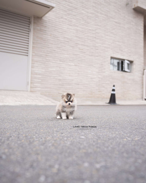 Teacup Pomsky Male [Chopa]