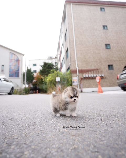 Teacup Pomsky Male [Chopa]