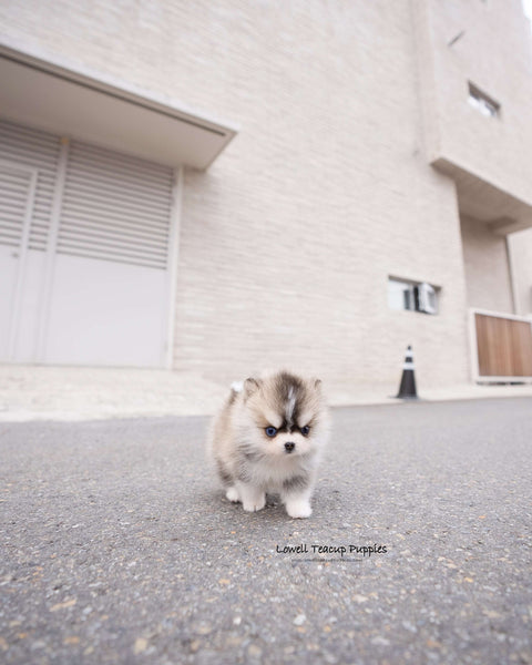 Teacup Pomsky Male [Chopa]