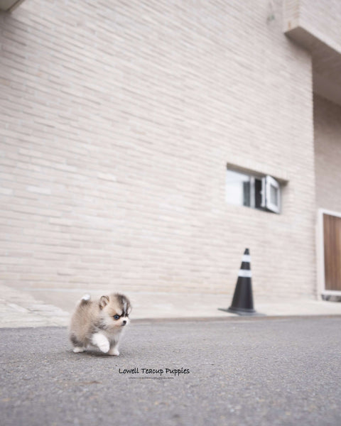 Teacup Pomsky Male [Chopa]