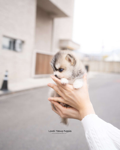 Teacup Pomsky Male [Chopa]