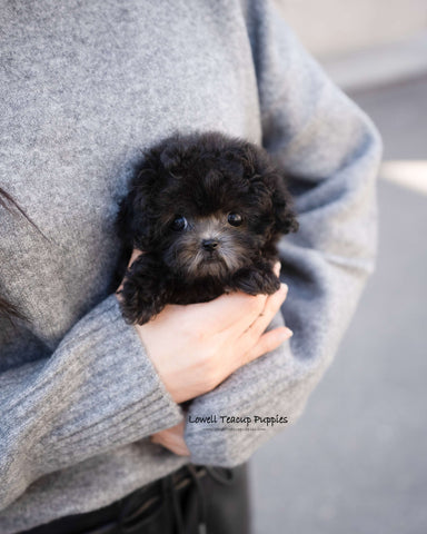 Teacup Poodle Male [Blake]